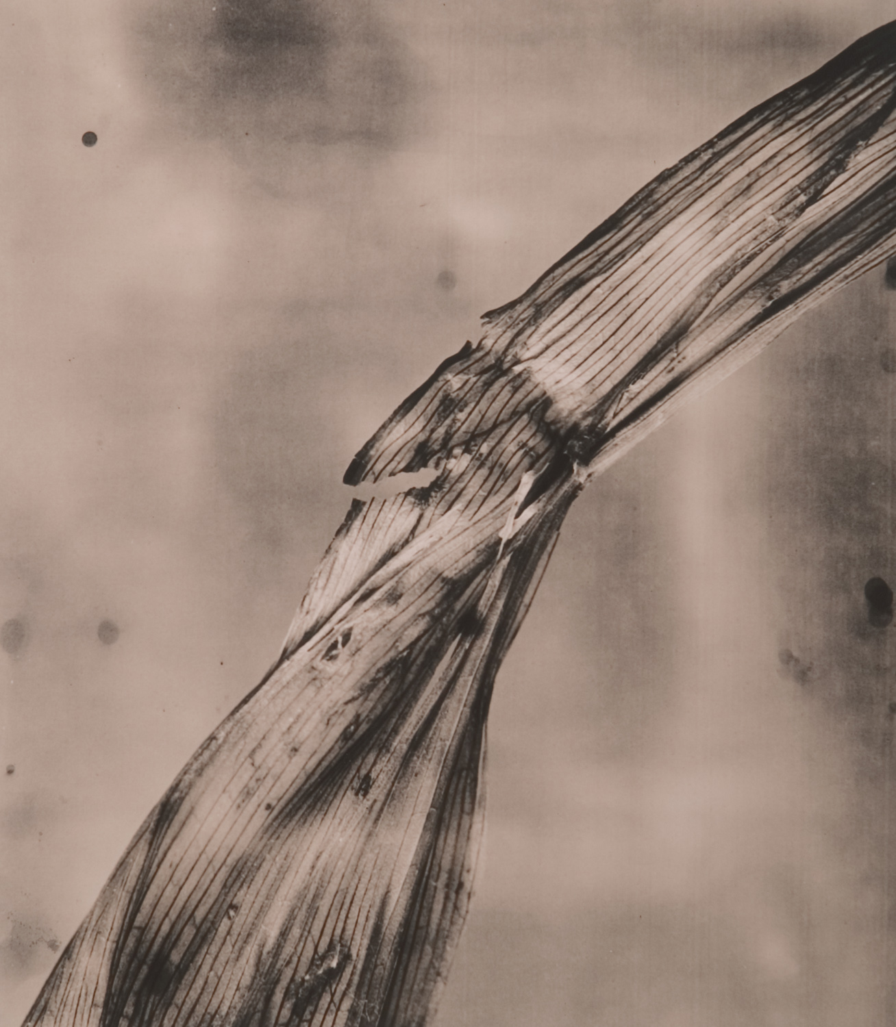 z cyklu bez tytułu, nr neg. 621/4